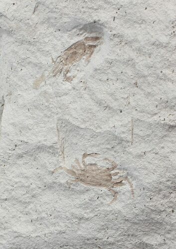 Two Fossil Pea Crabs (Pinnixa) From California - Miocene #42944